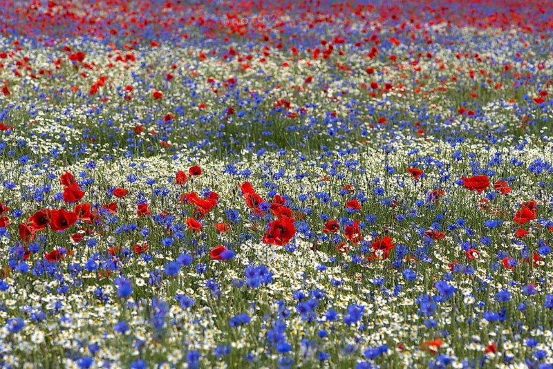 Field with poppy flowers