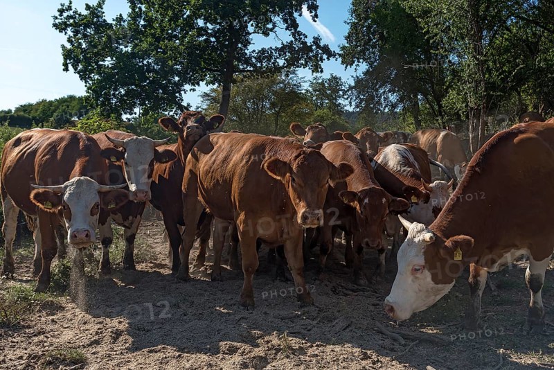 Buntscheck outdoor cattle