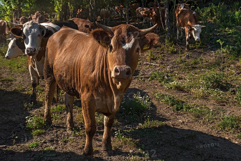 Buntscheck outdoor cattle