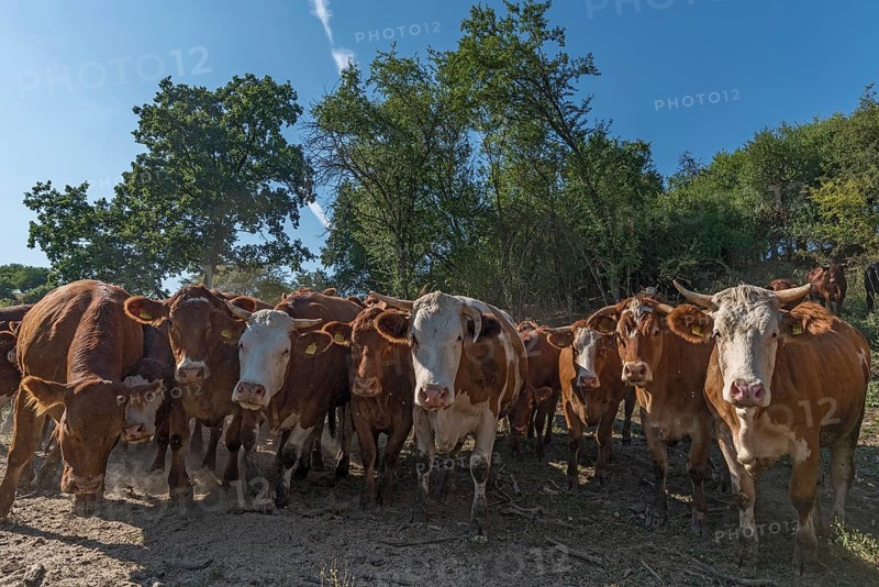 Buntscheck outdoor cattle