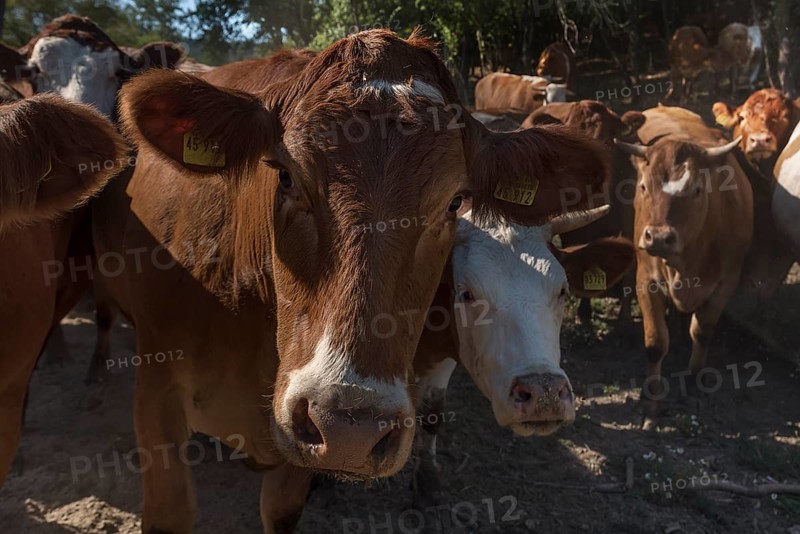 Buntscheck outdoor cattle