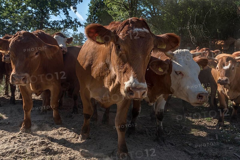 Buntscheck outdoor cattle