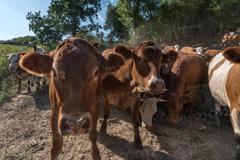 Buntscheck outdoor cattle