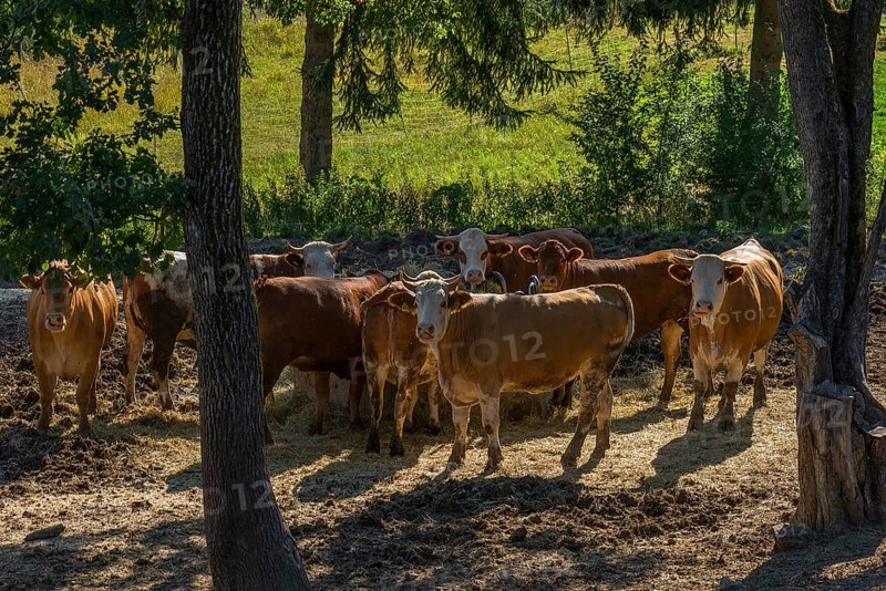 Buntscheck cattle in the shade of trees in the open