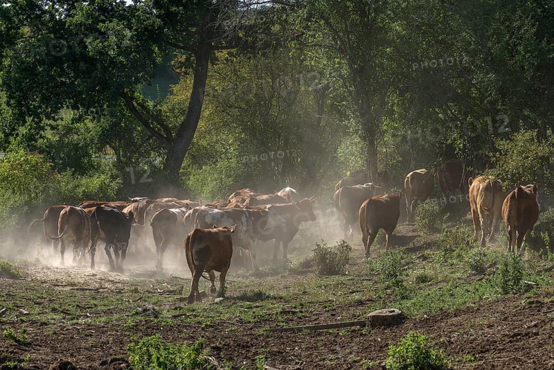 Buntscheck cattle in the open