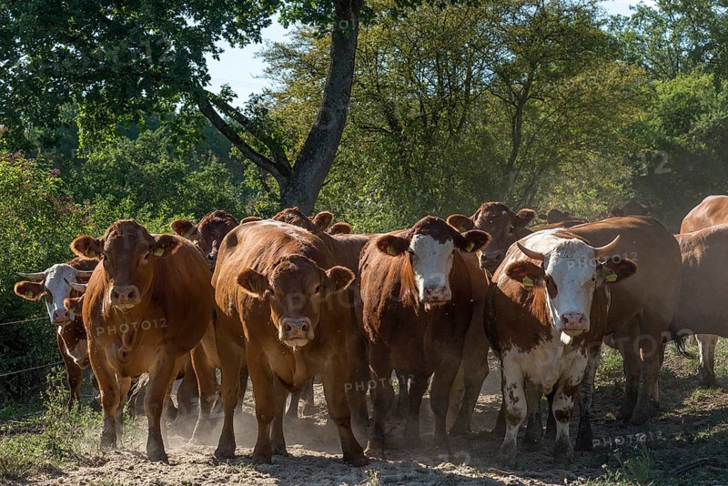 Buntscheck cattle in the open