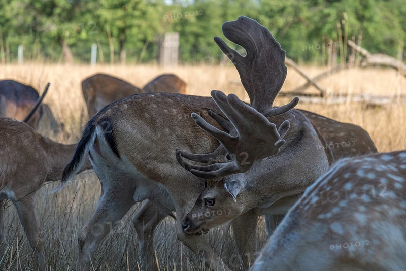Fallow deer