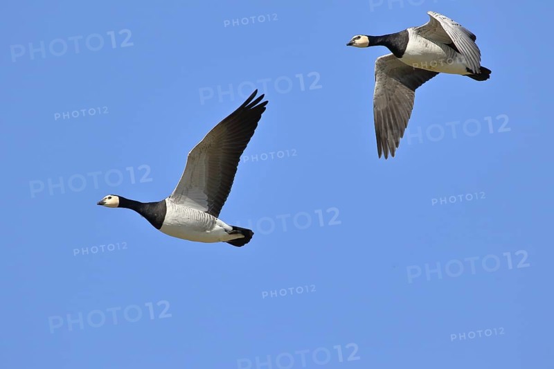 Barnacle geese
