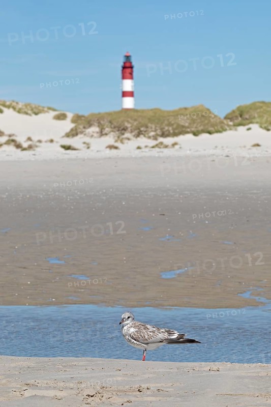 Kniepsand beach
