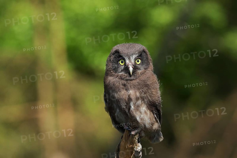 Tengmalm's Owl