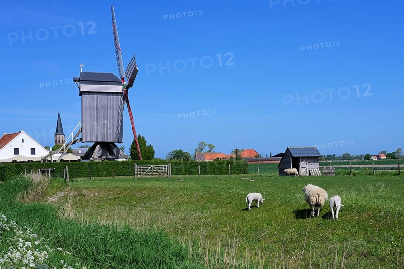 Sheep grazing in the polder in front of the windmill Geersensmolen