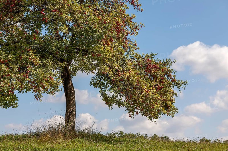 Apple tree