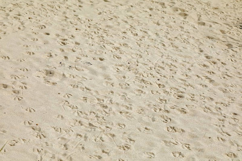 Footprints of seagulls