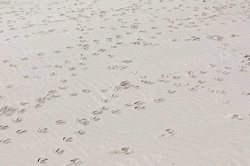 Footprints of seagulls