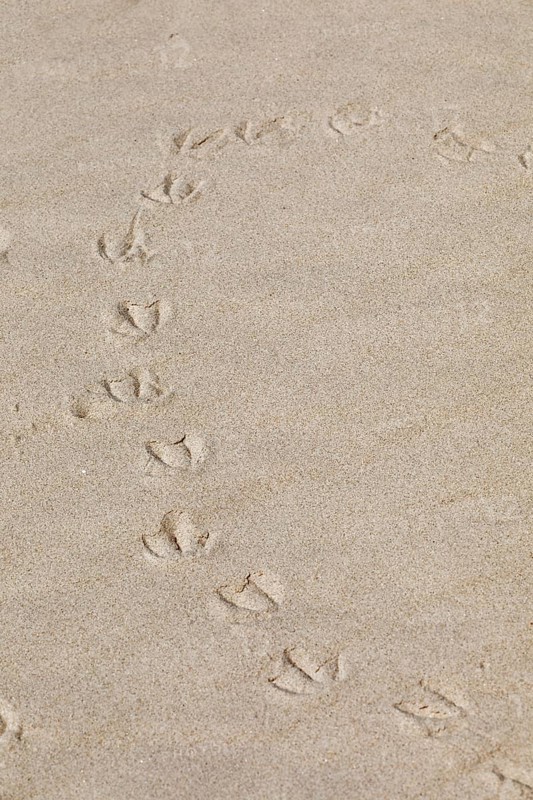 Footprints of seagulls