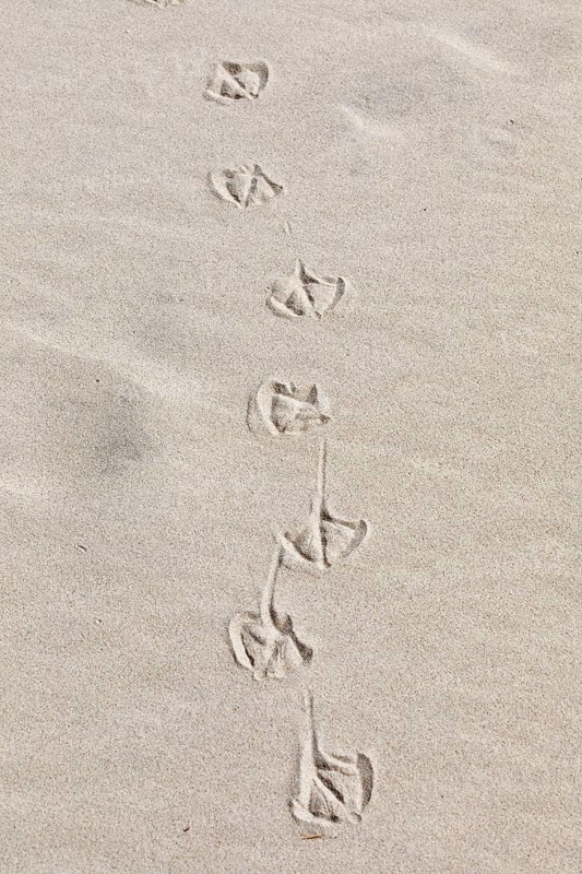 Footprints of seagulls
