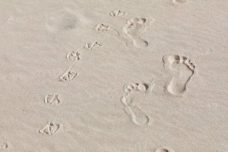 Footprints of man and seagulls