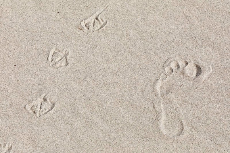 Footprints of man and seagulls