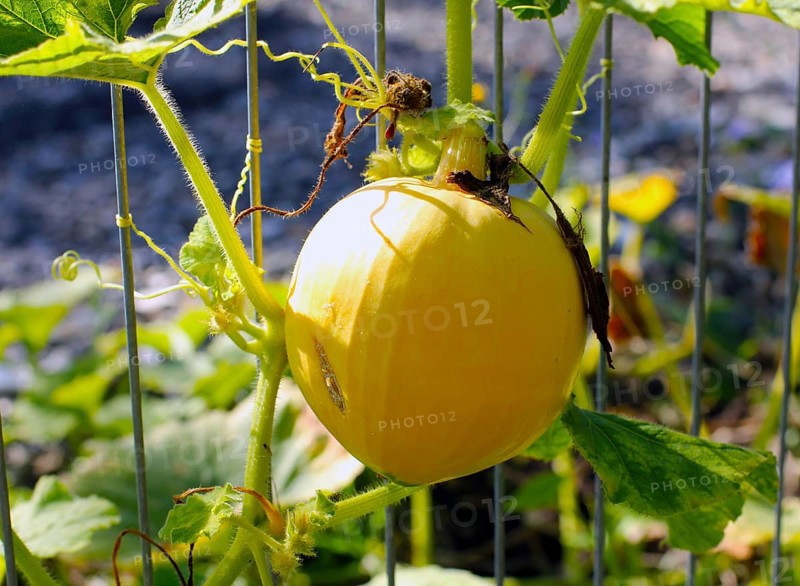 Home grown