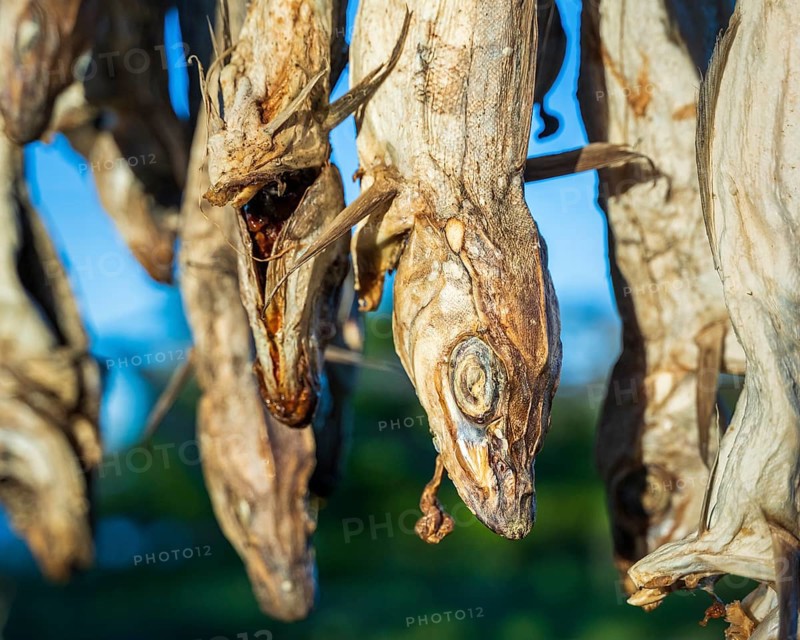Stockfish in Henningsvaer on Austvagoya
