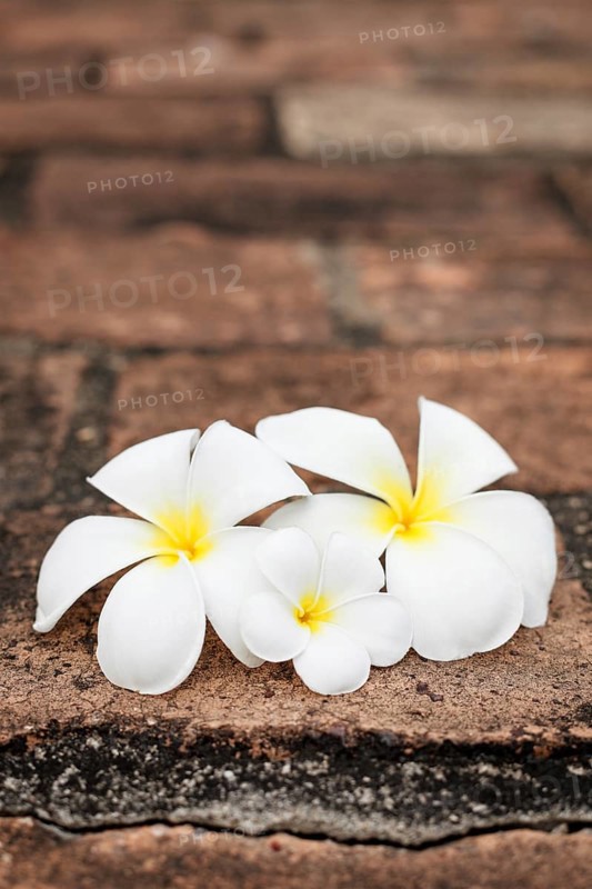 Three white frangipani