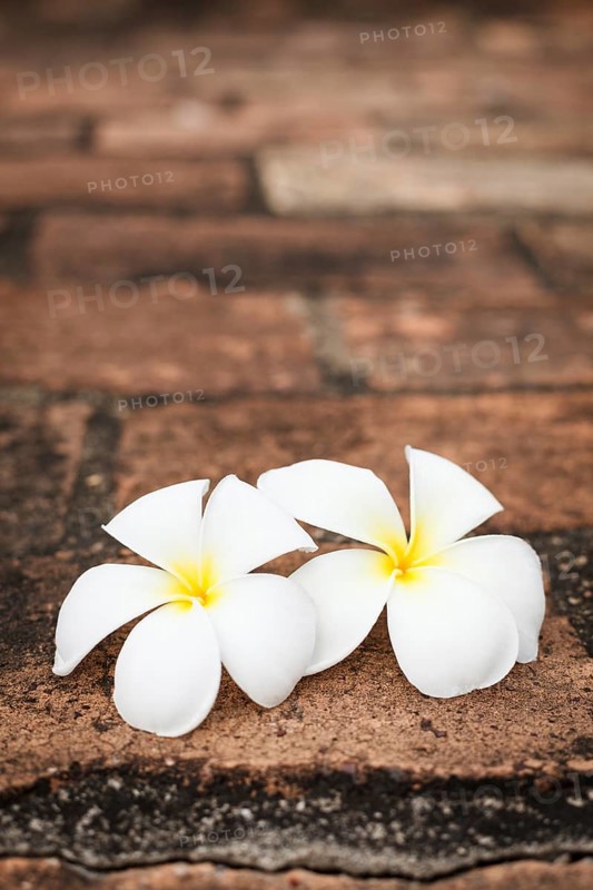Delicate white frangipani