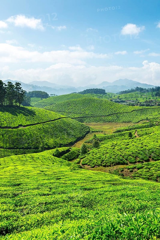Tea plantations. Munnar