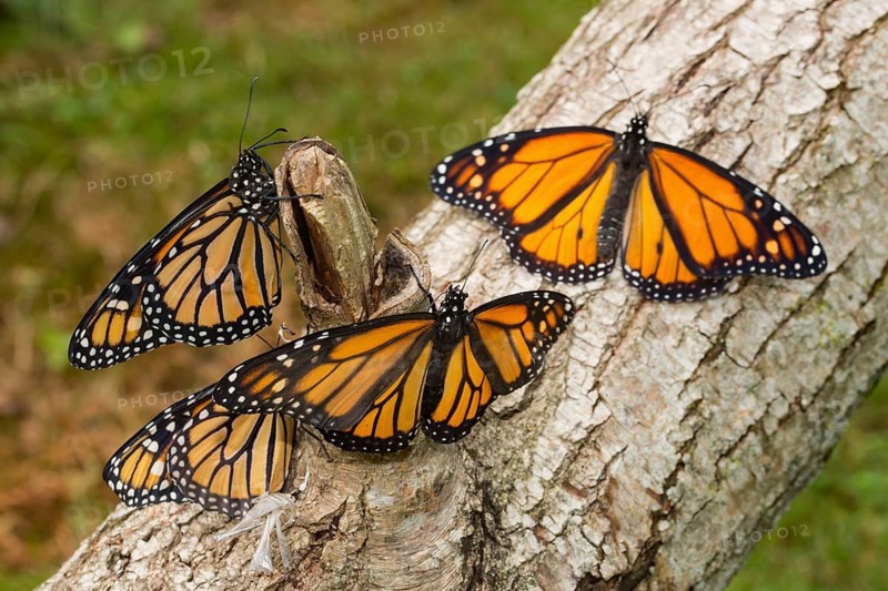 Monarch butterfly four butterflies with open and closed wings sitting on tree trunk different vision