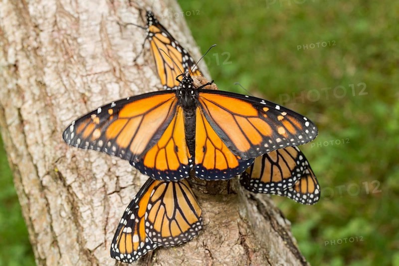 Monarch butterfly four butterflies with open and closed wings sitting on tree trunk different vision