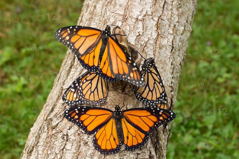 Monarch butterfly four butterflies with open and closed wings sitting on tree trunk different vision
