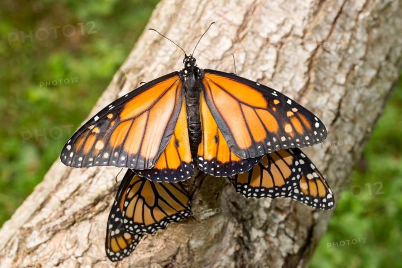 Monarch butterfly three butterflies with open and closed wings sitting on tree trunk different vision