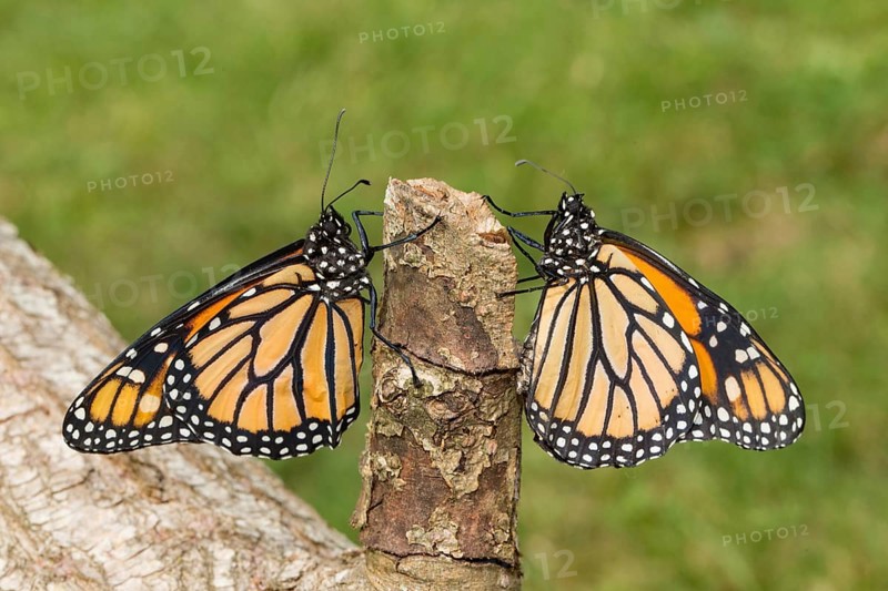Monarch butterfly two butterflies with closed wings sitting on tree trunk looking at each other