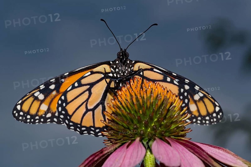 Monarch butterfly male butterfly with open wings sitting on pink flower looking from the front