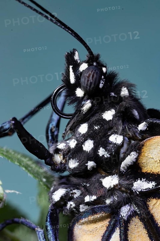 Monarch butterfly male butterfly head portrait with rolled out rueessel left looking in front of blue sky