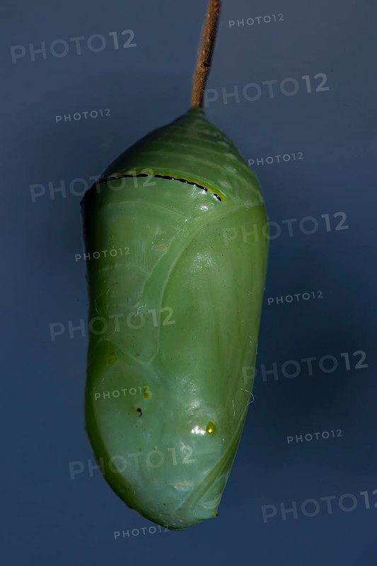 Monarch butterfly pupa hanging on a branch against a blue sky