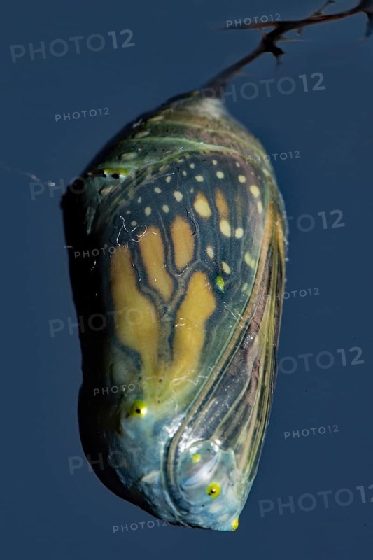 Monarch butterfly pupa hanging on a branch against a blue sky