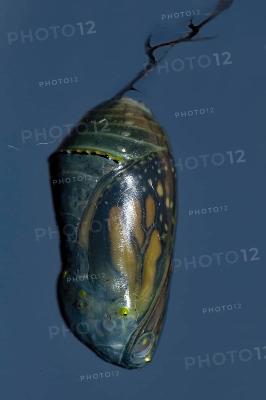 Monarch butterfly pupa hanging on a branch against a blue sky