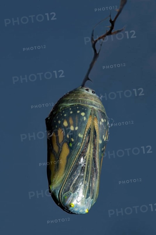 Monarch butterfly pupa hanging on a branch against a blue sky