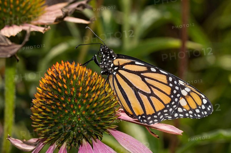Monarch butterfly female with closed wings sitting on pink flower looking left