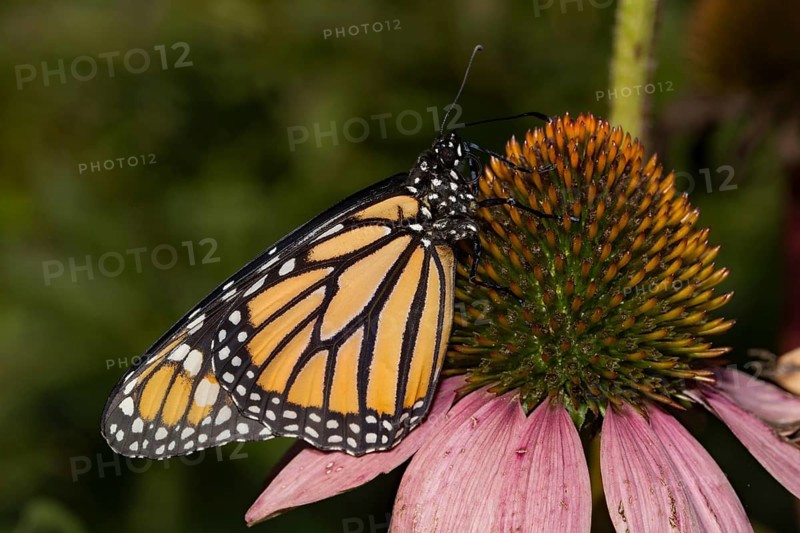 Monarch butterfly female butterfly with closed wings sitting on pink blossom looking right