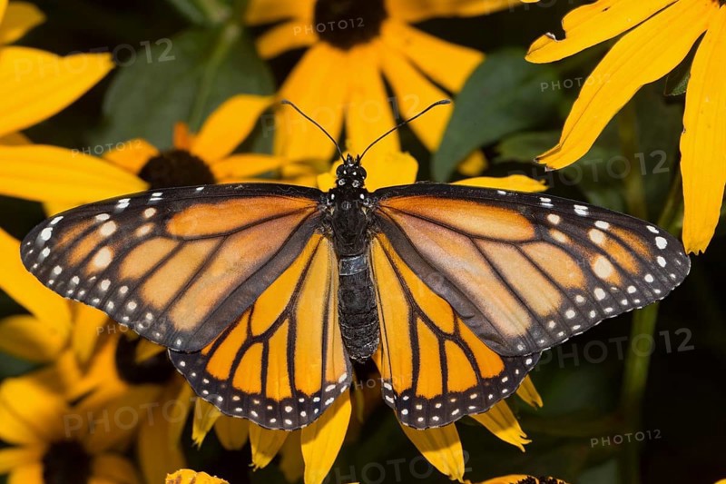 Monarch butterfly female with open wings sitting on yellow flower from behind