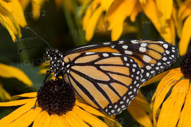 Monarch butterfly female butterfly with closed wings sitting on yellow flower looking left