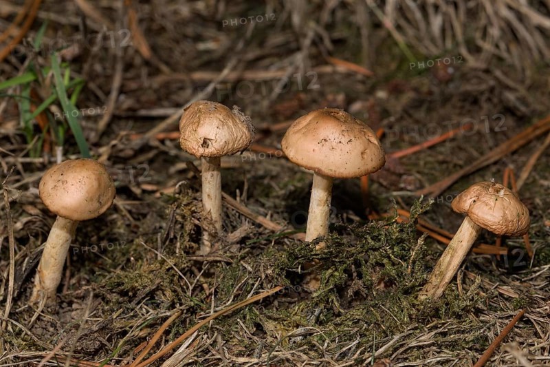 Four fruiting bodies with light brown caps and stems next to each other in needle litter