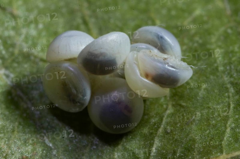 Poplar moth seven eggs on green leaf