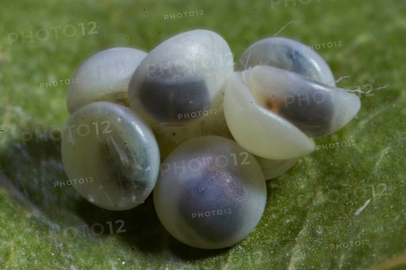 Poplar moth seven eggs on green leaf
