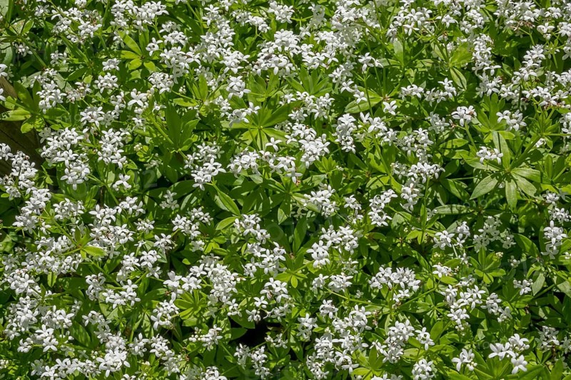 Woodruff
