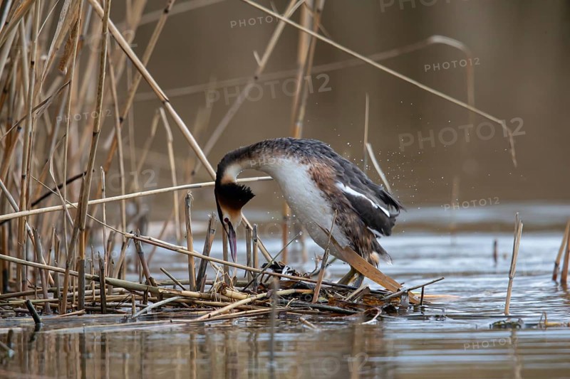 Great Crested Grebe