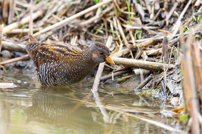 Spotted Crake