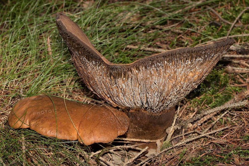 Velvet foot crempling two brown fruiting bodies next to each other