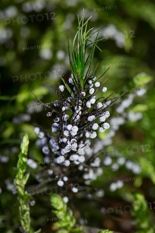 Mucilage fungus Physarum leucopus Fruiting body several round lime-dusted heads on green moss